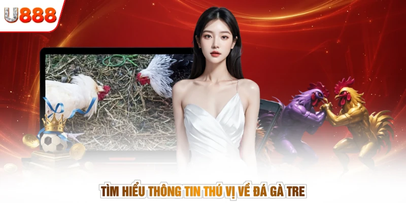 Tìm hiểu thông tin thú vị về đá gà tre